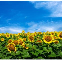 MÉDIA vászonfestmény, növényvilág 117, 90 x 90 cm (TABIMG4489)