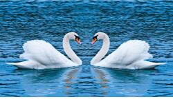 Blueback MAT Falikép Hattyúk a tavon, 350 x 200 cm (BBIMG4135)