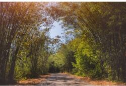 MÉDIA Vászonfestmény, Padure48, 105 x 70 cm (TABIMG4936)