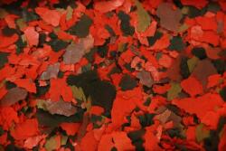 Glopex Tanga MIX Eledel Akváriumi Halaknak Pehely 1000ML 190G Tanga (GLOP MALAWI MIX 190g)