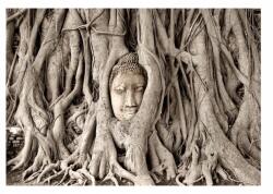 DecoNest Fotótapéta Buddha fa 200X140 (A0-XLFT860)