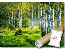 WallMagic Fotótapéta Vékony Szövet Alapú Természet Erdő Park Nyírfák Fű 200x140 ragasztó ingyen (14174VX4)