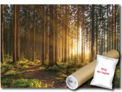 Consalnet Fotótapéta Vlies Erdő Tavasz Természet Fák Nap 350x250 ragasztó Ingyen (14185VX7)