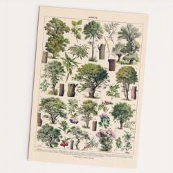 Follygraph Vintage fa poszter Arbres 30x40 cm (VINARB3040)