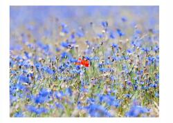 DecoNest Fotótapéta Égszínkék mezei virágok 250x193 (A0-XLFTNT1285)