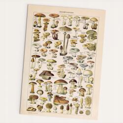 Follygraph Vintage poszter Champignons gombák 30x40 cm (VINCHA3040)