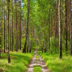 MÉDIA Vászonfestmény Út, erdő, nyár, 70 x 70 cm (TABIMG10309)