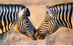 MÉDIA Vászonkép, MÉDIA, Zebrák, 45 x 30 cm (TABIMG11040)