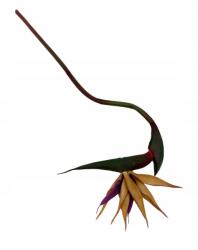 Wera Strelicia 85 cm sötét bézs (HR8020#3)