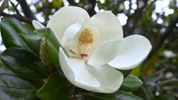Magnolia GRANDIFLORA ALTA (R) CLT. 10 Magnólia