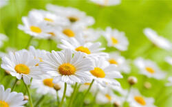  Kamilla illatolaj 500ml