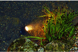 Pontec Pondostar Led Világítás, 1 Db-Os Készlet