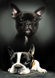 Kutyás Bulldog polár takaró 100x140cm (BRM008885) - ostore