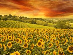 Media Öntapadós tapéta Sunset over napraforgó, 250 x 150 cm (FOTOTAP9892)