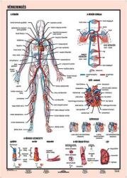 Stiefel Tanulói munkalap, A4, STIEFEL Vérkeringés (275857) - patronbolt