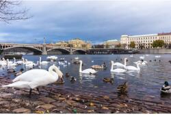 MÉDIA Pasari16 Vászonfestmény, 60 x 40 cm (TABIMG6139)