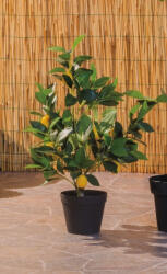 AdTrend Lamai artificial in ghiveci 16 x 60 cm (60260)