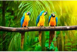 MÉDIA vászonfestmény, papagájok 1, 60 x 40 cm (TABIMG0739)