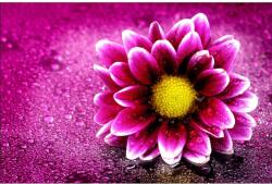 MÉDIA vászonfestmény, margaréta harmattal, 60 x 40 cm (TABIMG0629)