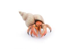 Papo Figurina crab pustnic Papo, animal marin realist, pictat manual (Papo56054) Figurina