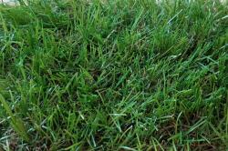 Nortene Gazon artificial ZURICH EVOLUTION 40 mm - 2 x 20 m (2018171)
