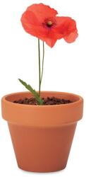  Floare de mac, ghiveci ceramica si seminte de plantat
