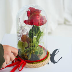 ImodFlowers Cupola cu trandafir criogenat