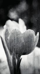 Dovido Tapéta tulipán rét retro stílusban, fekete-fehér kivitelben - 147x270