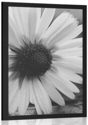 Dovido Poszter csodás százszorszép fekete fehérben - 40x60 white