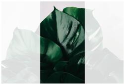 Dovido Fotótapéta monstera levél - 147x270 - dovido - 21 545 Ft