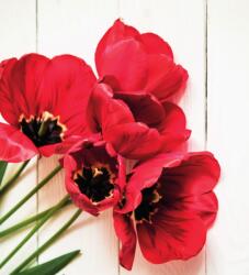 Dovido Öntapadó fotótapéta virágzó piros tulipánok - 245x270