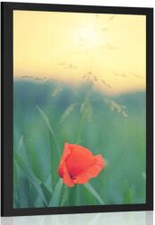 Dovido Poszter pipacs a fűben - 60x90 black