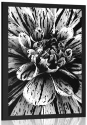 Dovido Poszter exotikus dália fekete fehérben - 20x30 silver