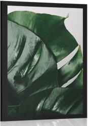 Dovido Poszter monsztera levél - 40x60 no frame