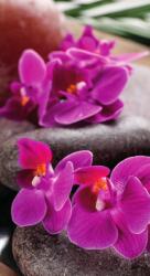 Dovido Öntapadó fotótapéta csodás orchidea Zen kövekkel - 147x270