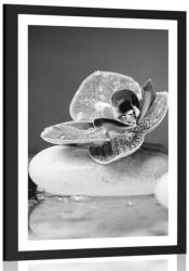 Dovido Poszter paszpotuval orchidea és Zen kövek fekete-fehérben - 60x90 white