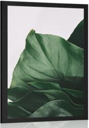 Dovido Poszter monsztera közelről - 40x60 black