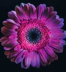 Dovido Öntapadó tapéta lila gerbera - 245x270