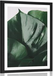 Dovido Poszter paszpartuval, monstera levél. - 40x60 no frame