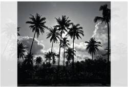 Dovido Tapéta kókusz pálmafa tengerparton fekete fehérben - 294x270