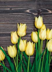 Dovido Fotótapéta sárga tulipán fa háttéren - 196x270