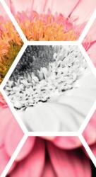 Dovido Öntapadó tapéta gerbera hatszögben - 147x270