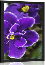 Dovido Poszter ibolya - 40x60 no frame