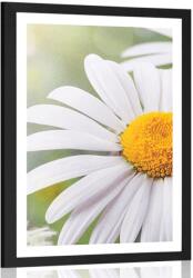 Dovido Poszter paszportuval százszorszép virág - 40x60 black