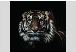 Dovido Öntapadó fotótapéta tigris - 294x270
