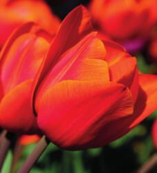Dovido Öntapadó tapéta csodás tulipánok - 245x270