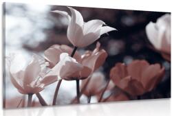Dovido Kép tavaszi tulipánok parkban - 120x80