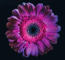 Dovido Tapéta lila gerbera - 294x270