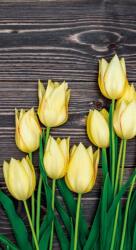 Dovido Öntapadó fotótapéta sárga tulipán fa háttéren - 147x270