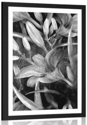 Dovido Poszter paszportuval virágzó liliom fekete fehérben - 40x60 black